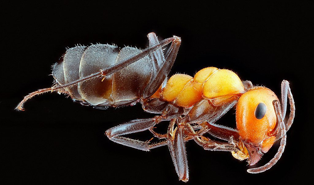 Ant Control service in Waterbury, CT