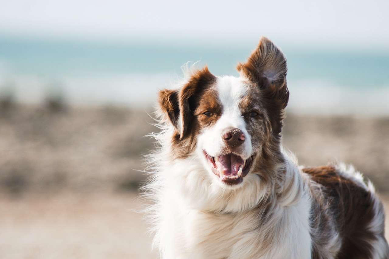 Flea & Tick Control service in Waterbury, CT