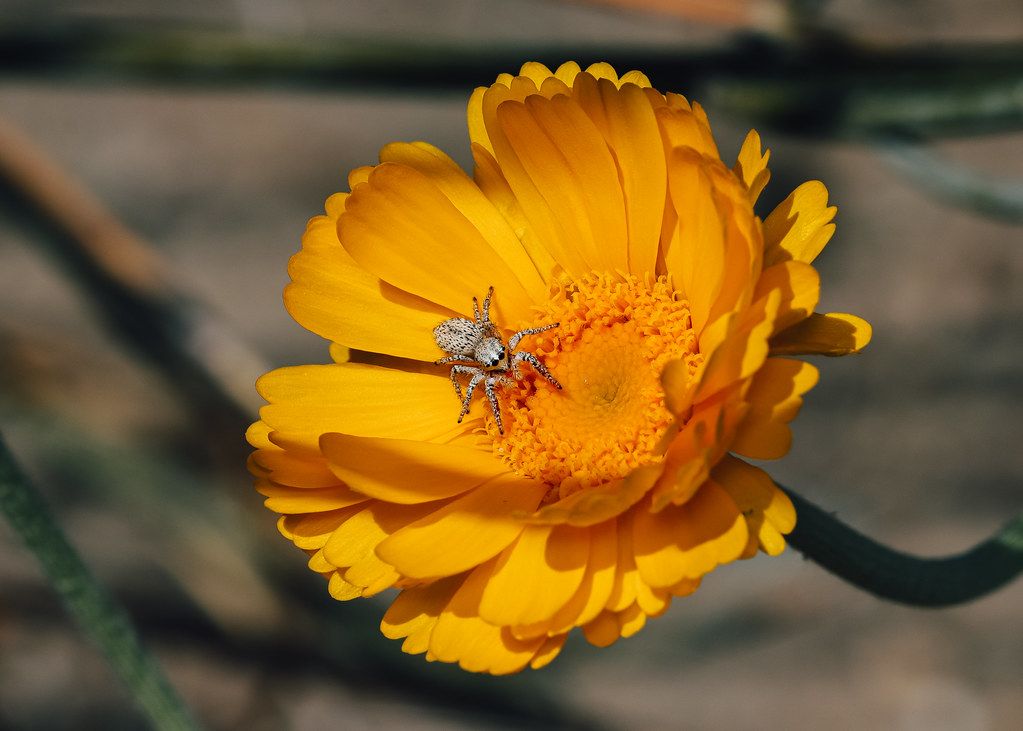 Spider Control service in Waterbury, CT